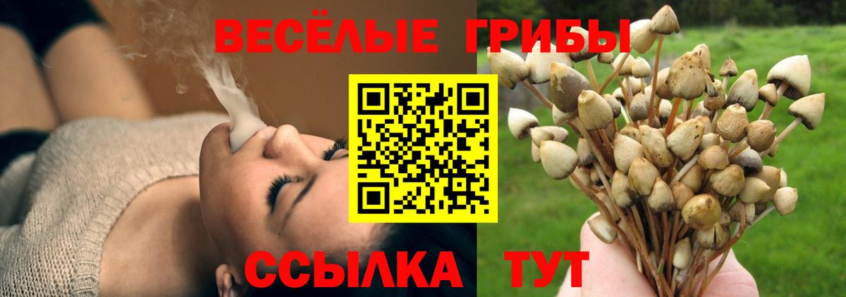 Чернушка  Псилоцибиновые грибы Cubensis  Вход с VPN 